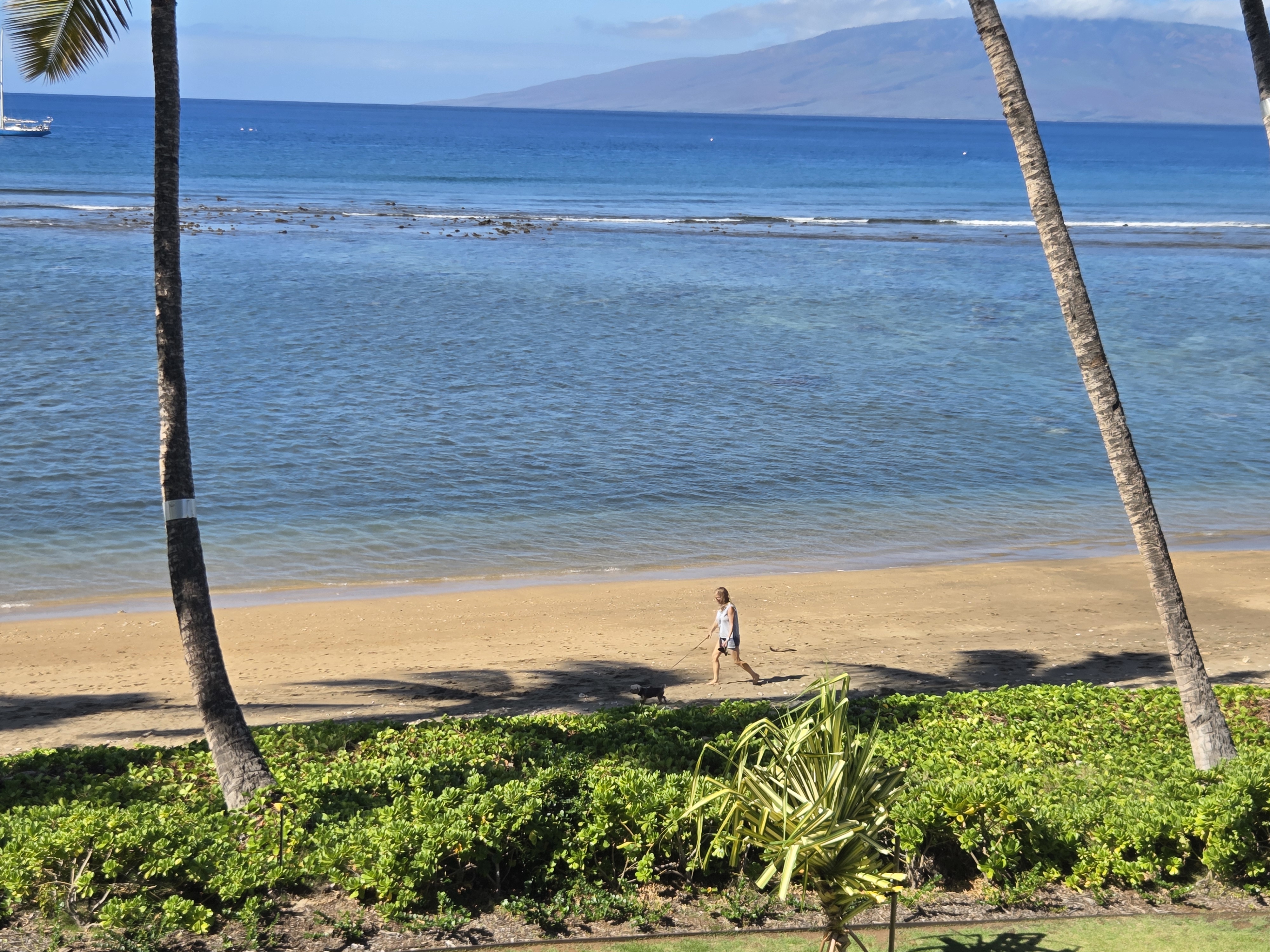 Dog enjoying the Maui lifestyle